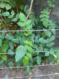 leatherleaf mahonia thumbnail 1