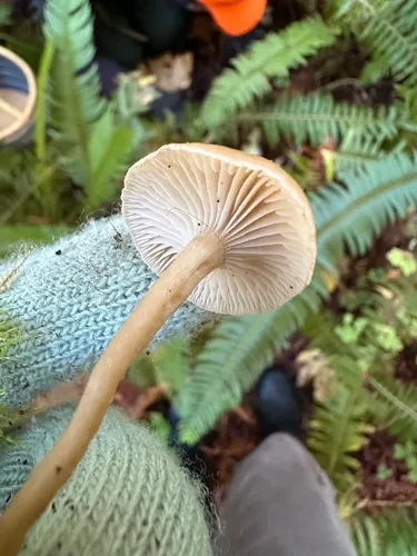 Pseudoomphalina intermedia