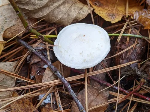 Clitocybe hygrophoroides