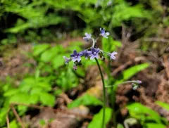 Northern Wild Comfrey thumbnail 4