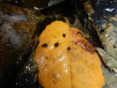 Nevada Water Mite thumbnail 3
