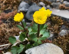 Sulphur Buttercup thumbnail 4