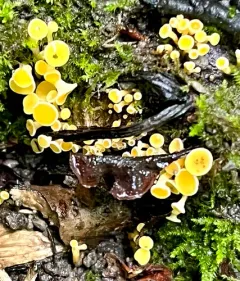 Lachnum pygmaeum thumbnail 4