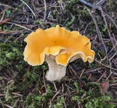 Cascade Chanterelle thumbnail 3