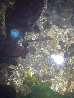 Smooth Alligatorfish thumbnail 3