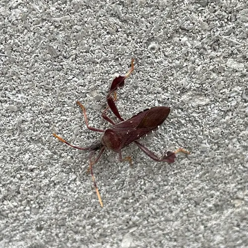 Leptoglossus oppositus