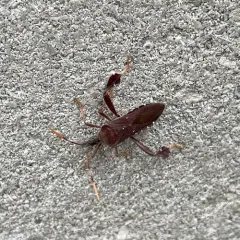 Leptoglossus oppositus thumbnail 1