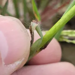Hairy Crabgrass thumbnail 4