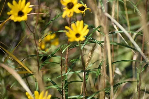 narrowleaf sunflower