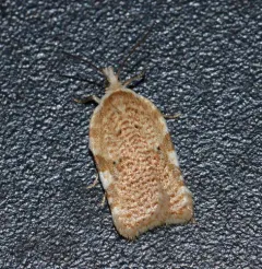 Acleris cervinana thumbnail 2