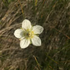 marsh grass-of-Parnassus thumbnail 2
