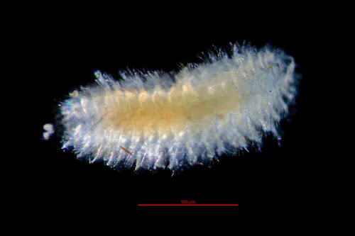 Paleanotus bellis