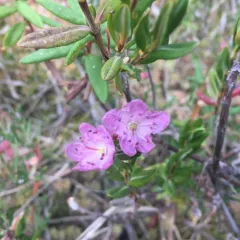 Western Bog Laurel thumbnail 3