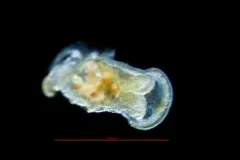 Mesochaetopterus taylori thumbnail 2