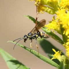 Ceropales maculata thumbnail 3