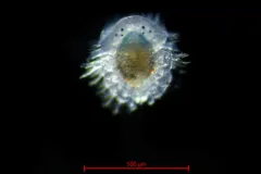 Pholoides asperus thumbnail 2
