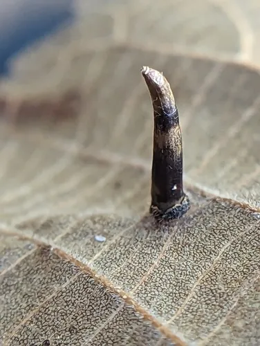 Hickory Awl-shaped Gall Midge