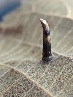 Hickory Awl-shaped Gall Midge thumbnail 1