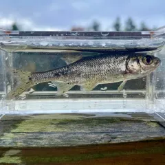 Golden Shiner thumbnail 4