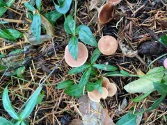 Rhodocybe nuciolens thumbnail 3