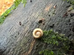Slug Millipede thumbnail 2