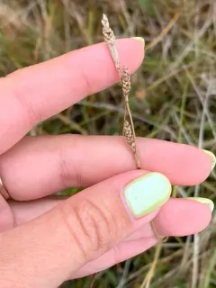Parry's Sedge thumbnail 3