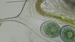Daphnia mendotae thumbnail 2