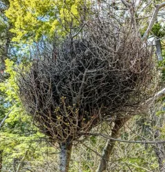 fir broom rust thumbnail 3