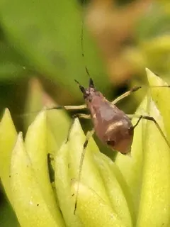 Large Thistle Aphid thumbnail 1