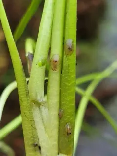 American lake limpet thumbnail 1