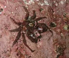 Cryptic Kelp Crab thumbnail 2
