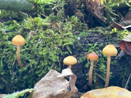 Galerina pruinatipes