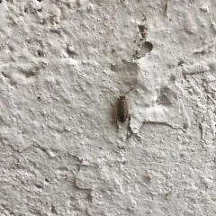 Brickwork Woodlouse thumbnail 2
