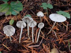 Hydropus pseudotenax thumbnail 1