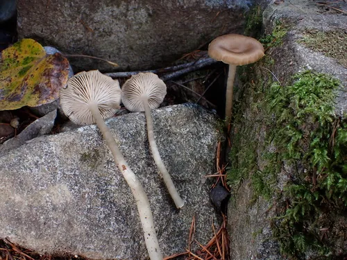 Entoloma nitriolens