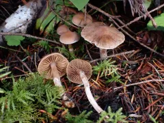 Cortinarius comptulus thumbnail 1