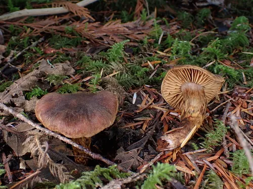 Cortinarius aureovelatus
