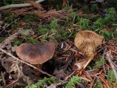 Cortinarius aureovelatus thumbnail 1