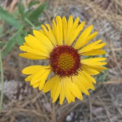 great blanketflower thumbnail 2