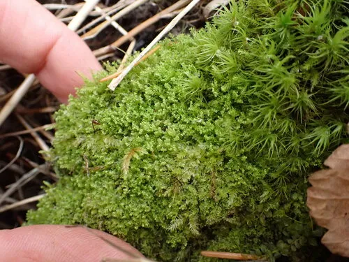Small Notchwort