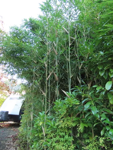 wind break bamboo