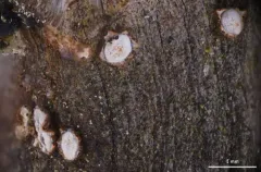 Propolis rhodoleuca thumbnail 2