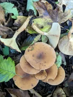 Yellow-stained funnel cap thumbnail 3
