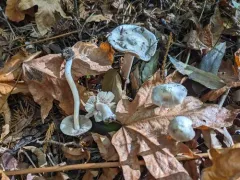 Inocybe albodiscoides thumbnail 3