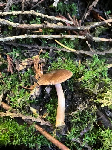 Inocybe pusio