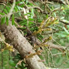Hemlock Dwarf-mistletoe thumbnail 3