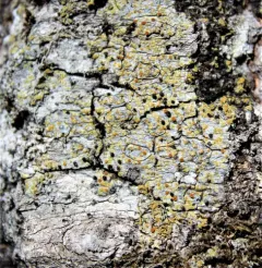 Solitaria chrysophthalma thumbnail 1