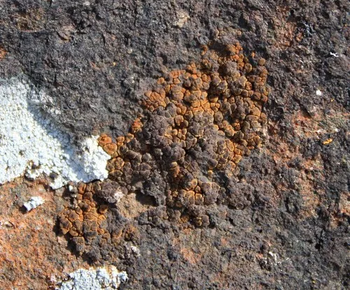 Sinoper Lichen