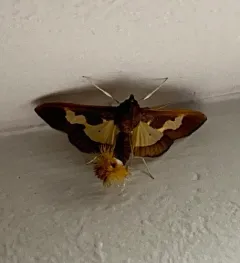 Pickleworm Moth thumbnail 4