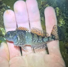 Mosshead Sculpin thumbnail 3